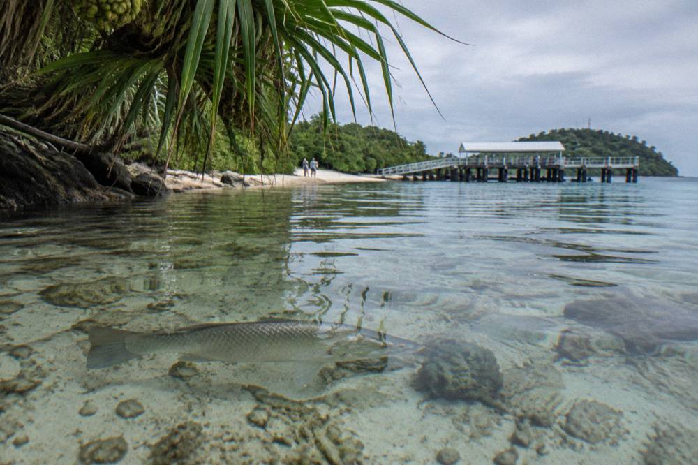 A barramundi swimming near the surface of a clear pond under overhanging trees