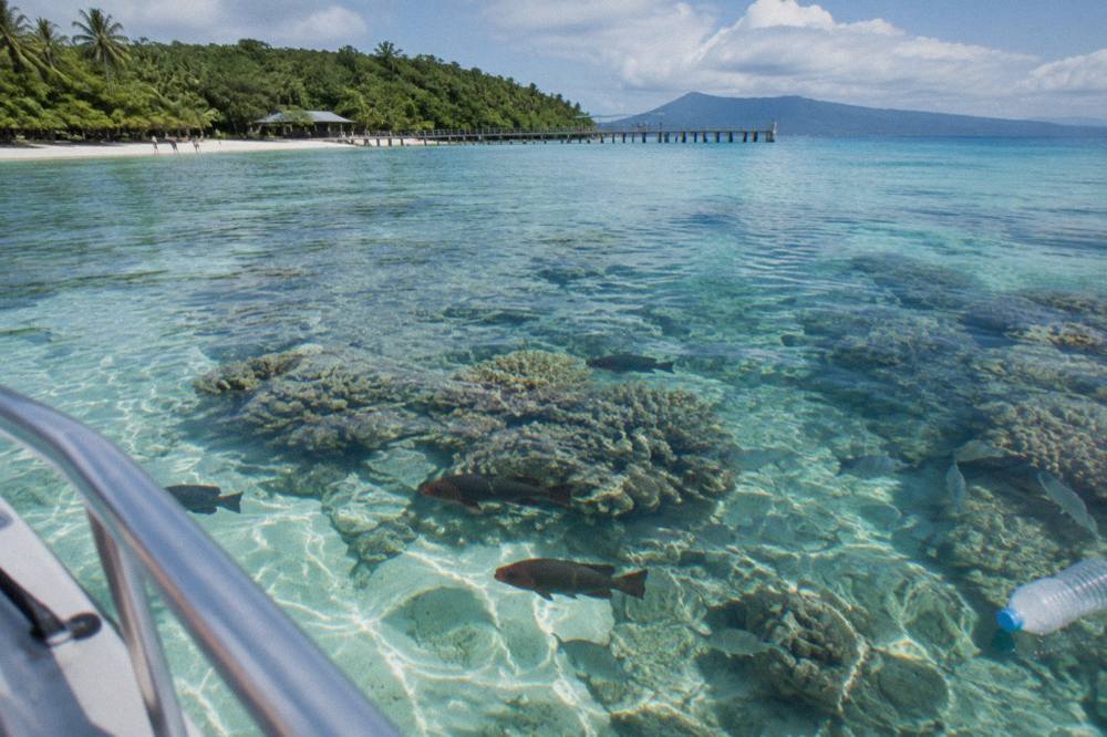 Coral reef fish swimming over a shallow bommie in clear tropical water
