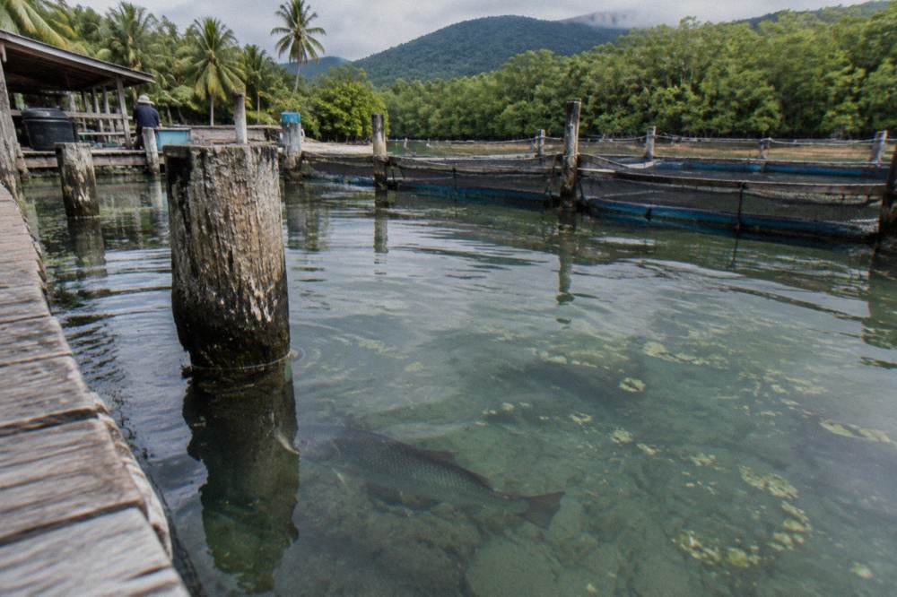 Barramundi swimming in clear pond water beside a timber jetty at a tropical fish farm