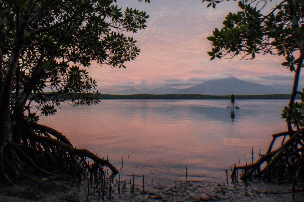 Calm tropical inlet water at dawn with mangrove shoreline in the distance