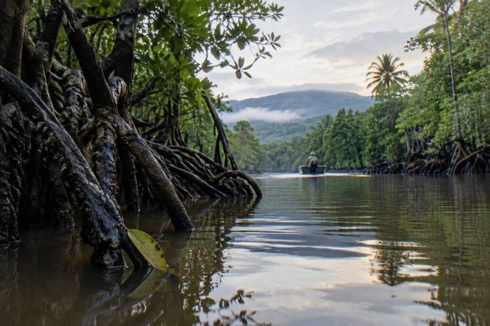 Mangrove-lined creek channel in tropical north Queensland with calm brown water at dawn