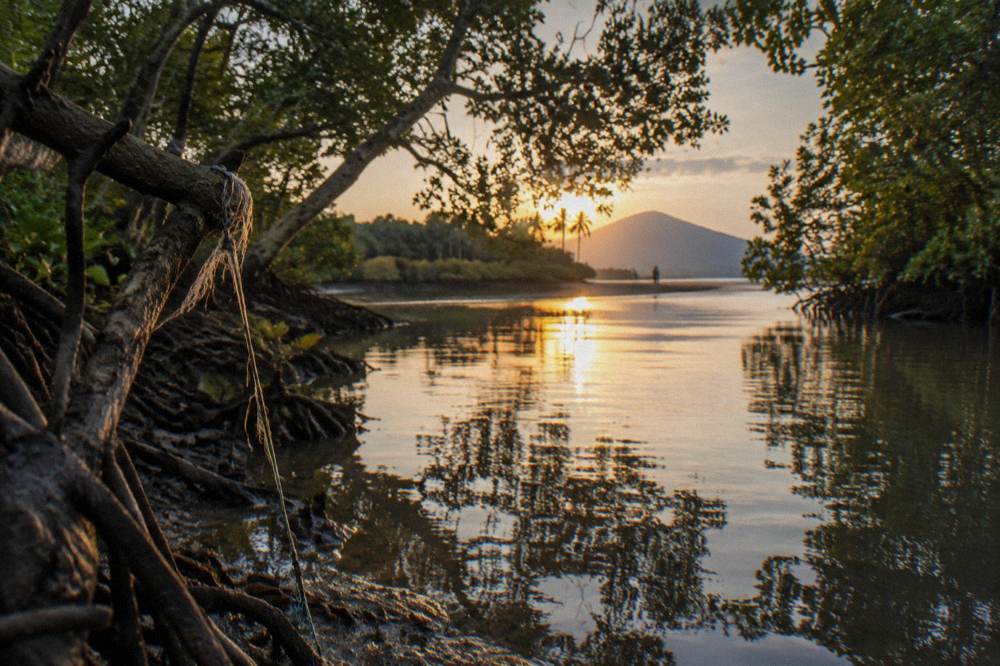 A quiet mangrove creek channel at sunrise with overhanging trees