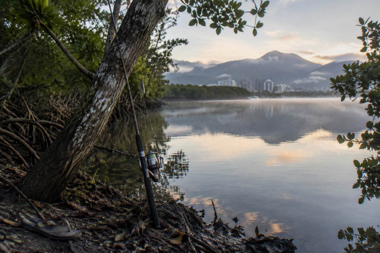 Calm mangrove creek water at dawn with a fishing rod resting against a tree