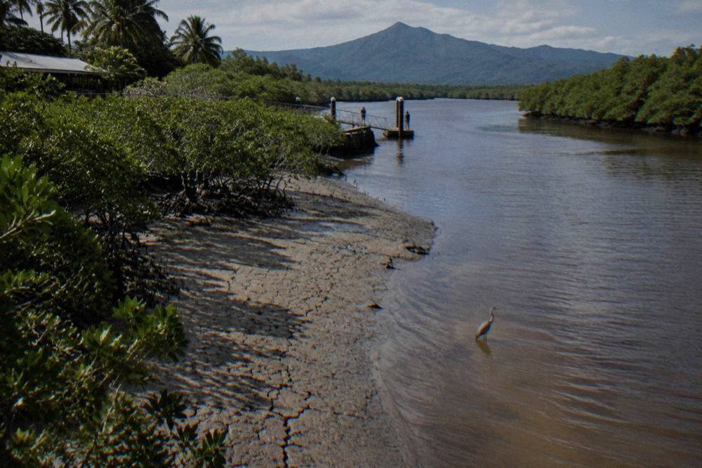 Mangrove creek mouth with tannin coloured water flowing past exposed mud banks