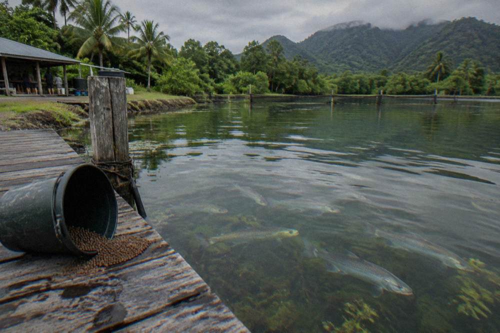 Barramundi swimming in clear pond water beside a wooden jetty