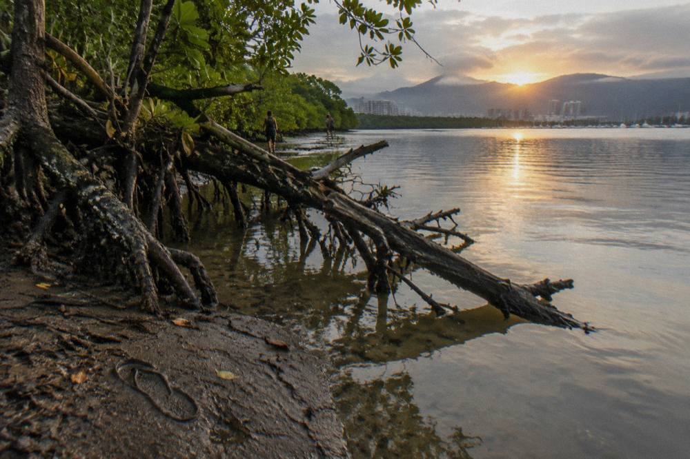 Snaggy mangrove edge along a tropical estuary at first light