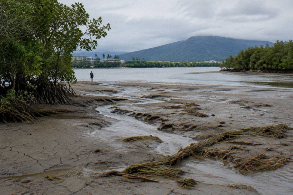 Muddy creek mouth draining through mangroves at low tide