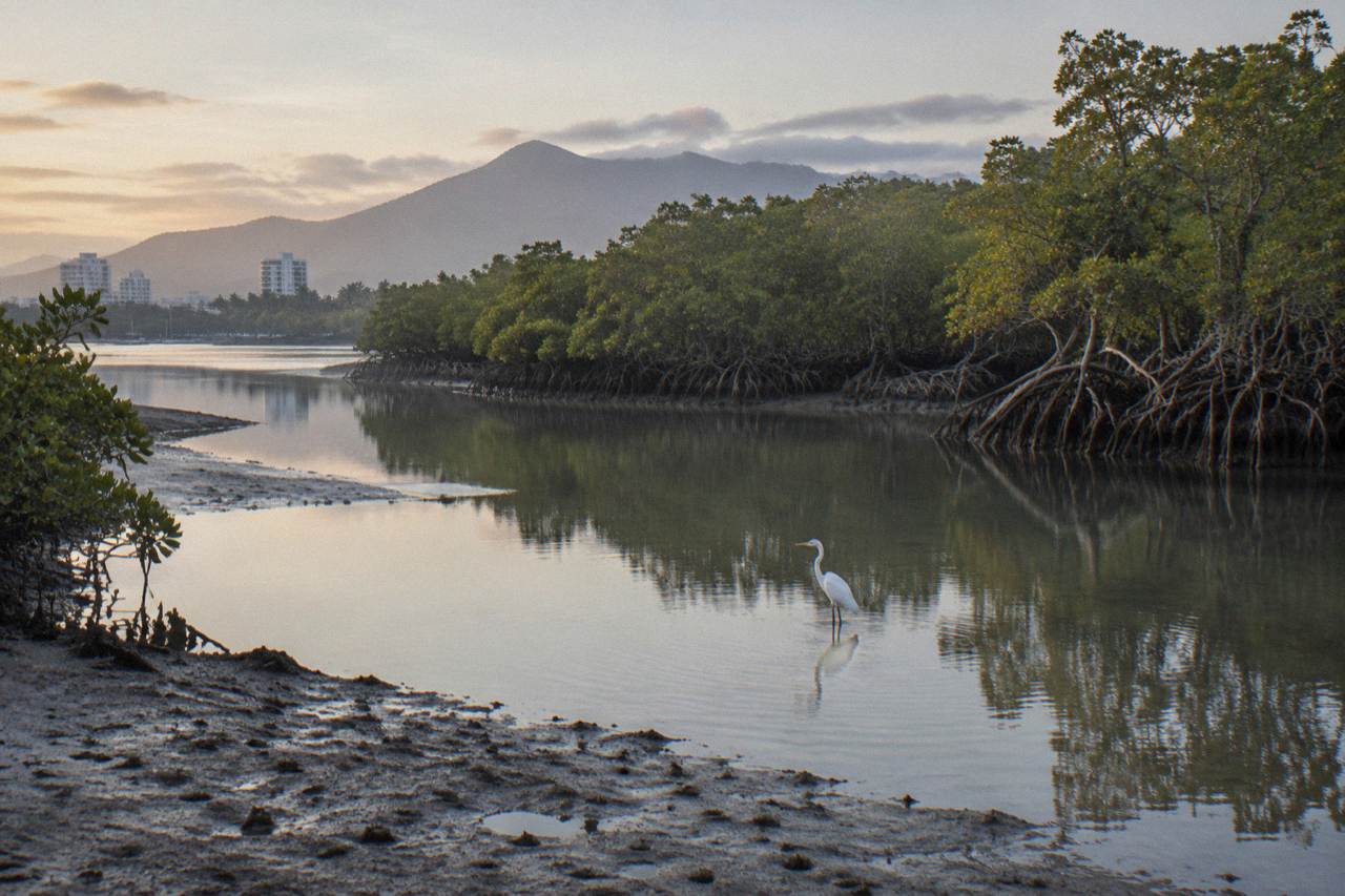 Calm mangrove creek water at dawn with forested banks along a tropical inlet