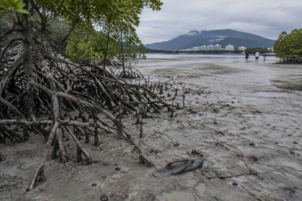 Estuary mangrove shoreline at low tide with exposed roots and mudflats