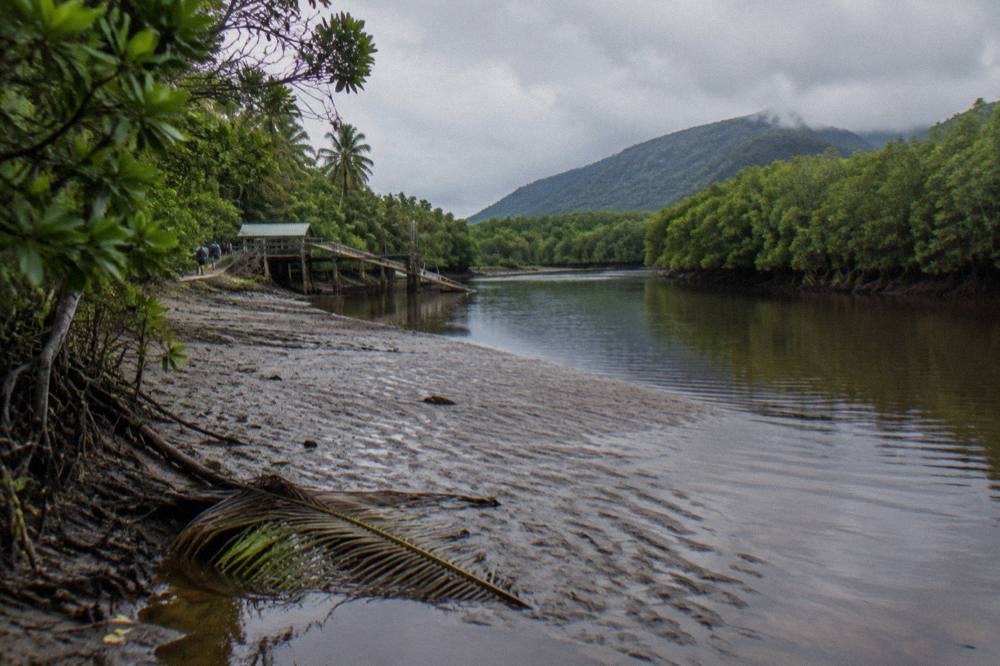 Mangrove lined creek channel at low tide with exposed mudbank and still water