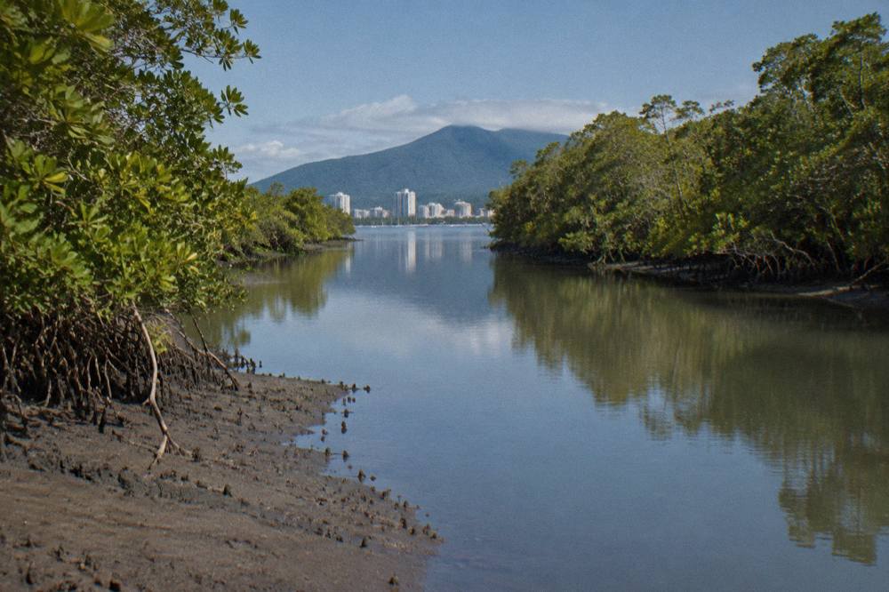 Mangrove-lined inlet channel with calm water and city buildings in the distance