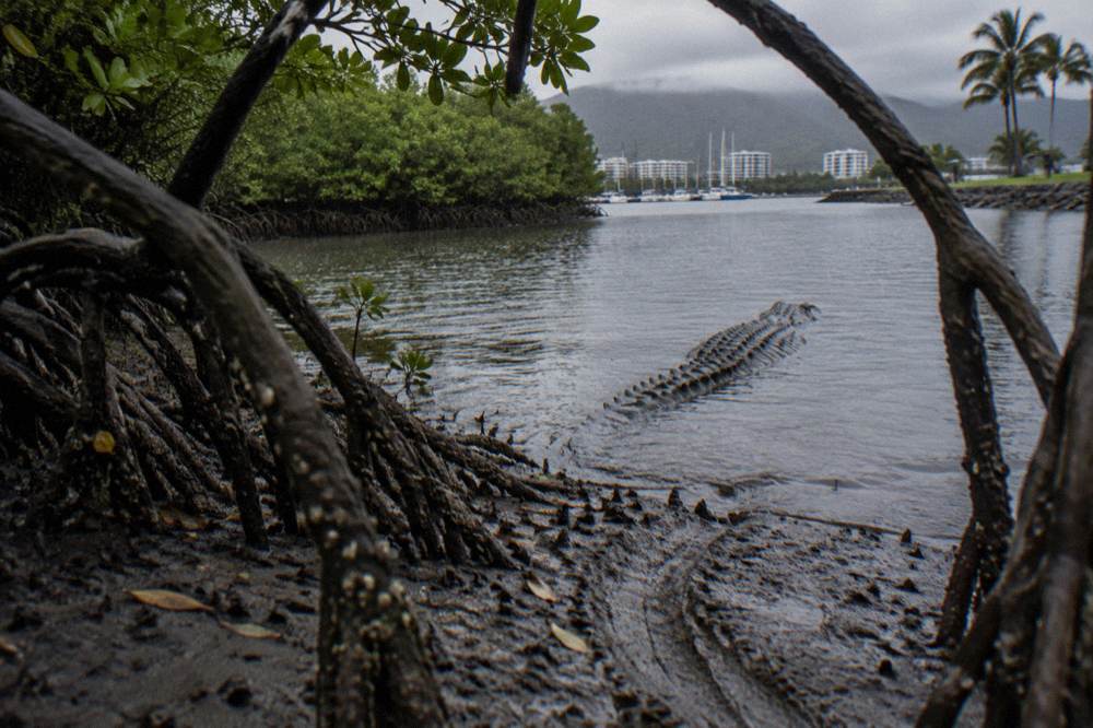 Crocodile warning sign beside a mangrove creek bank