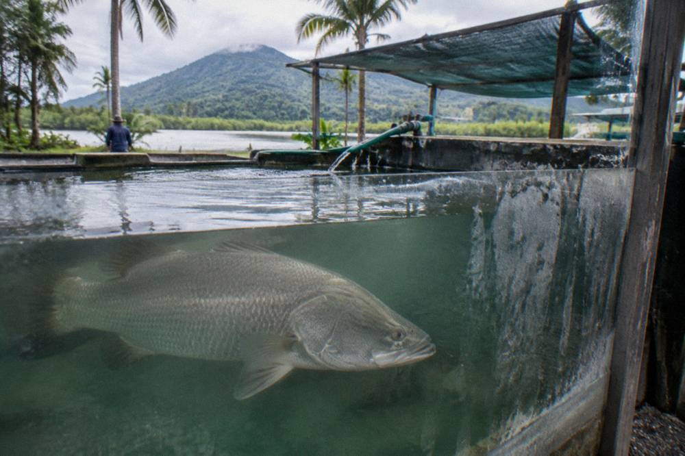 Barramundi swimming in a clear viewing tank at a tropical fish farm