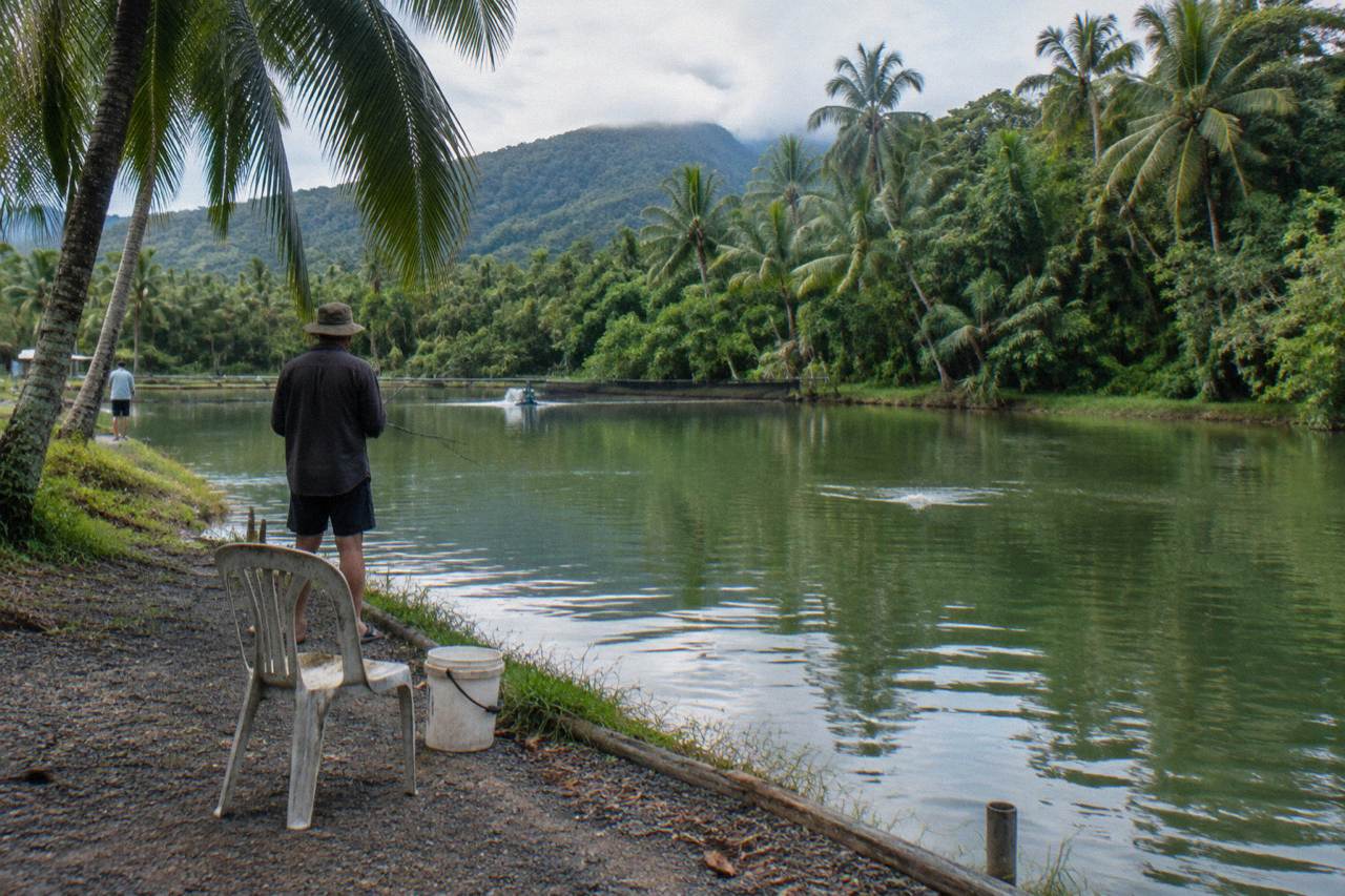 Shaded fishing pond surrounded by tropical palms at a barramundi farm in Far North Queensland