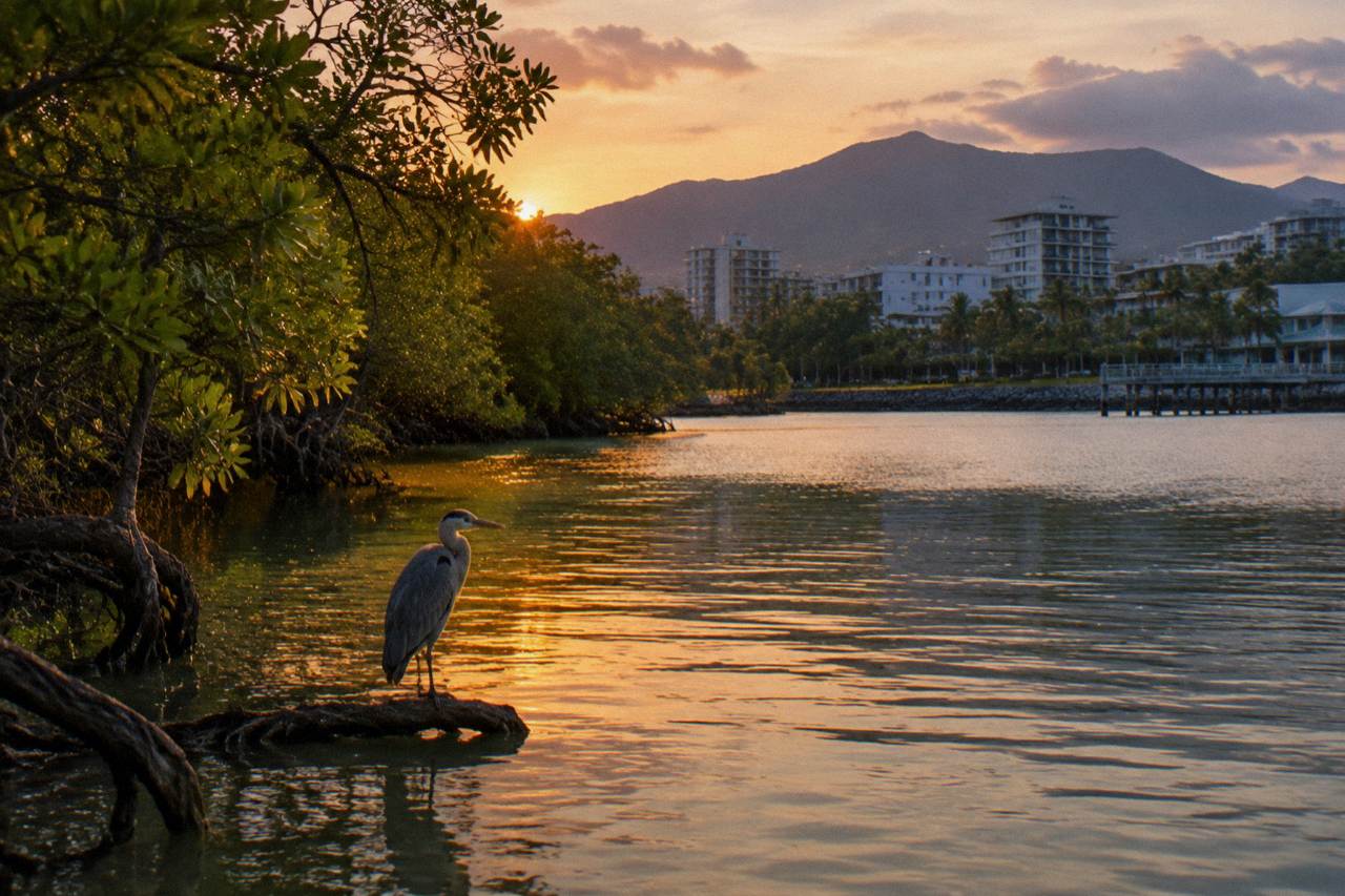 Calm mangrove-lined inlet water near Cairns at first light