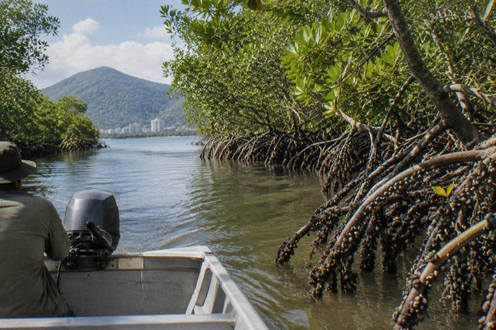 A small boat drifting on a mangrove-lined inlet at first light