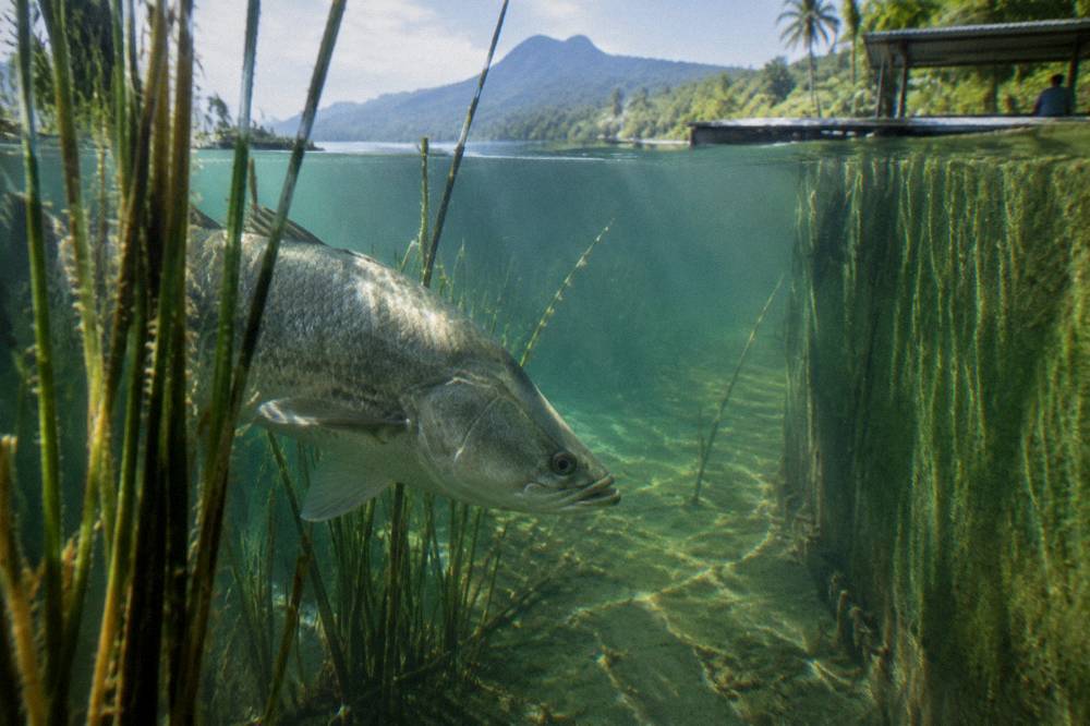 A barramundi swimming in clear water near reeds