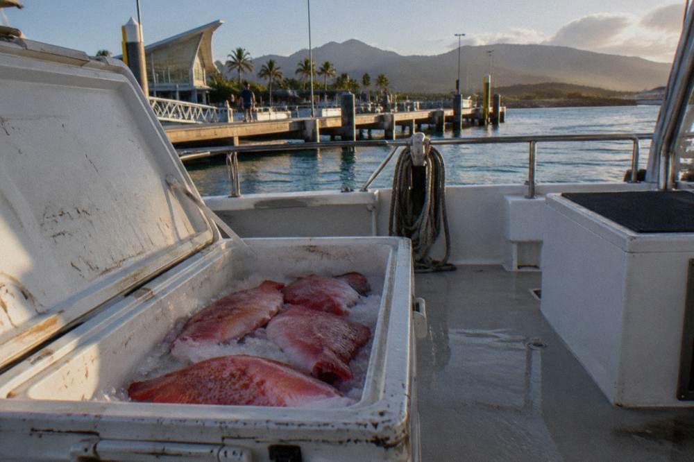 Cool box with filleted reef fish packed in ice on a boat deck at the end of a fishing day