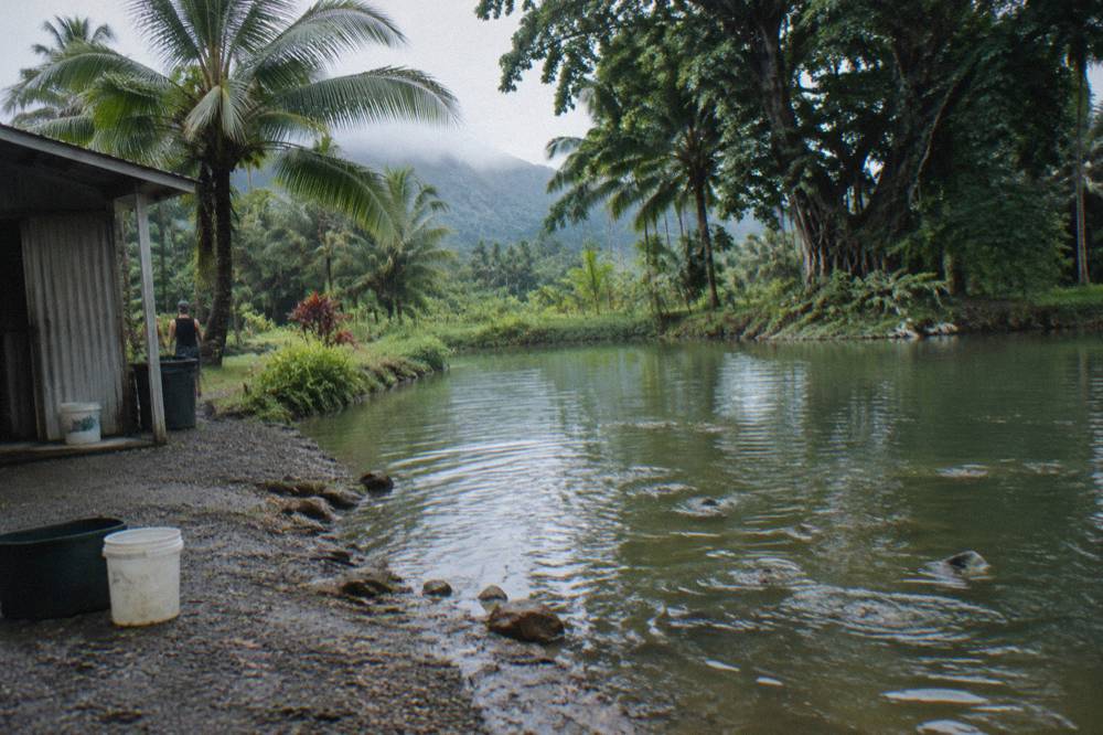 Barramundi pond beside a farm shed surrounded by tropical vegetation