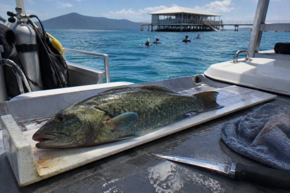 A measuring board on a boat deck with a coral trout being measured