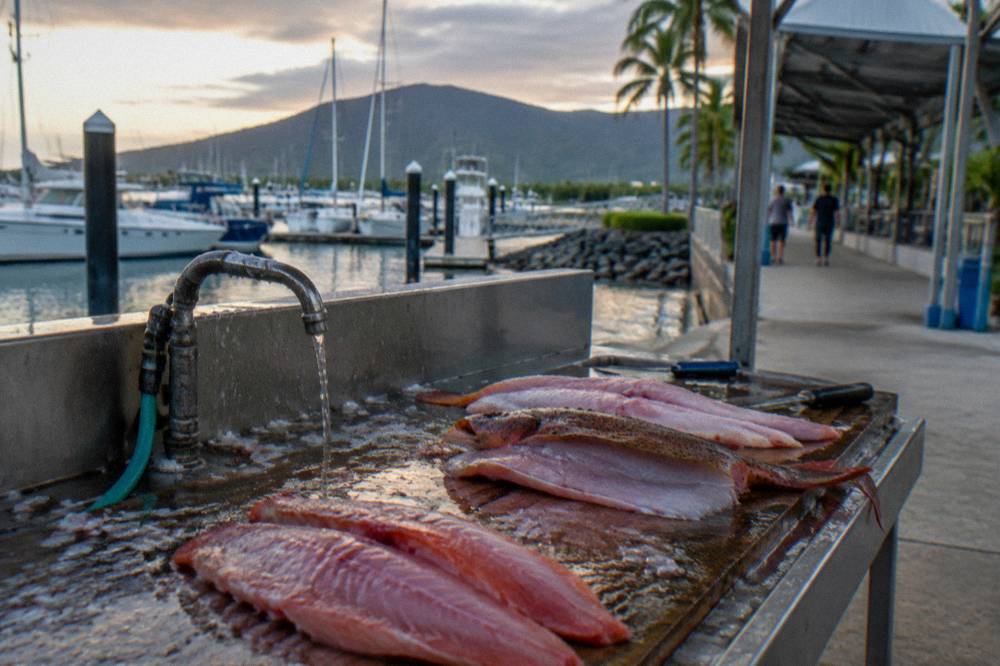 Coral trout and red emperor fillets laid out on a cleaning table at a marina