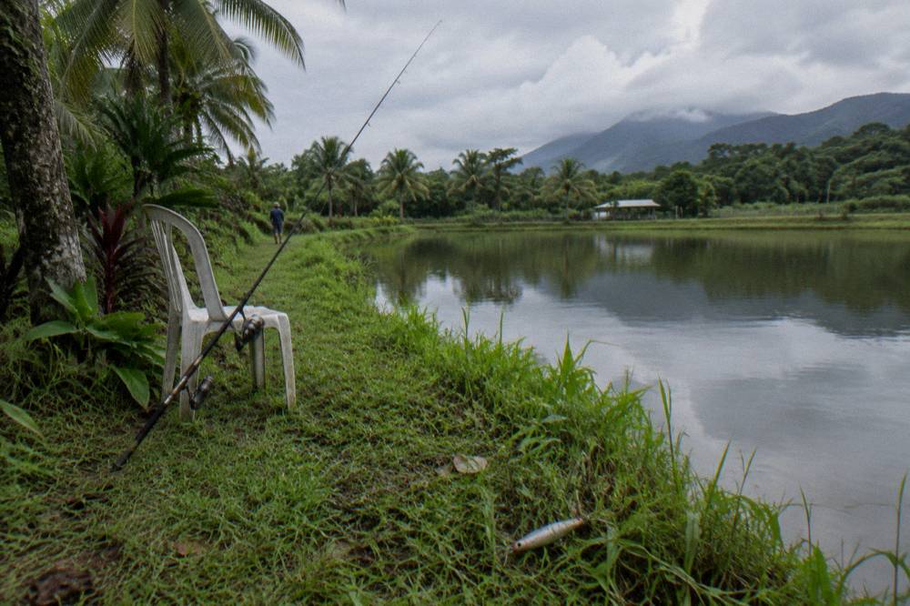 Stocked barramundi pond surrounded by tropical vegetation with a fishing rod resting on the bank
